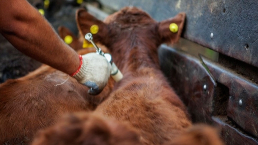 Biogénesis Bagó invierte US$10 millones en vacunas antiaftosa