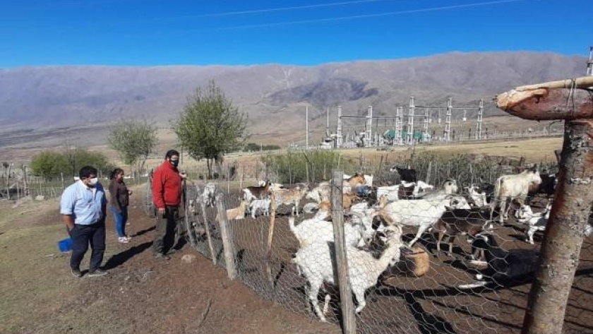 Fomento a la producción ovina: asisten a productores