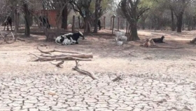 Declaran emergencia agropecuaria en Salta por la importante sequía