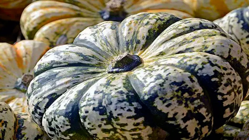 Qué hacer para la enfermedad de la calabaza y la podredumbre de la calabaza