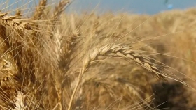 El Instituto de Semillas inscribió variedades de trigo, avena y arveja
