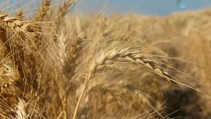 El Instituto de Semillas inscribió variedades de trigo, avena y arveja
