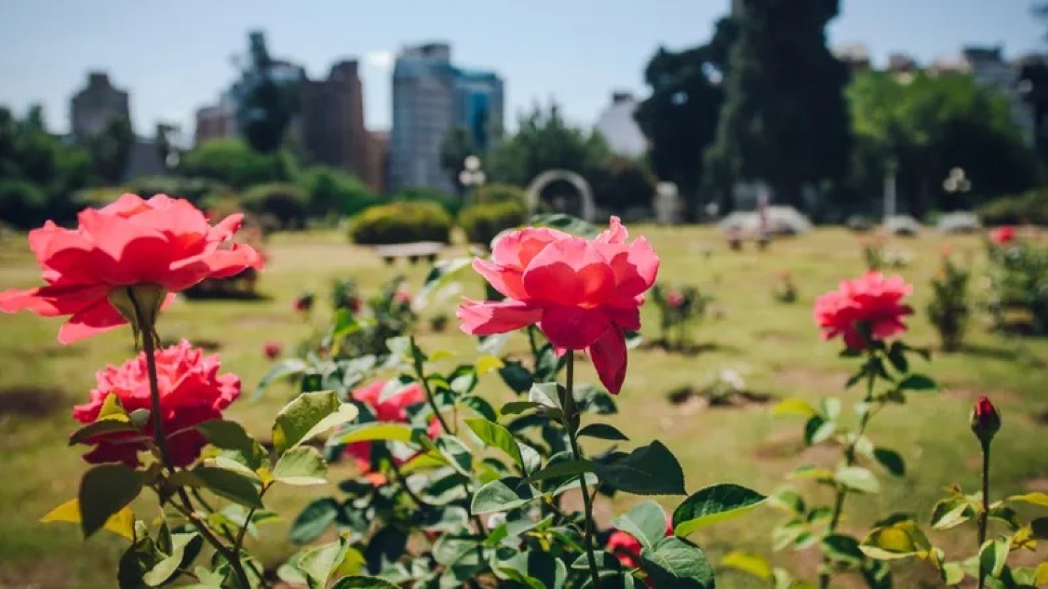El Rosedal Pablo Llorentz, el jardín histórico de Córdoba que renació con más de 300 rosas