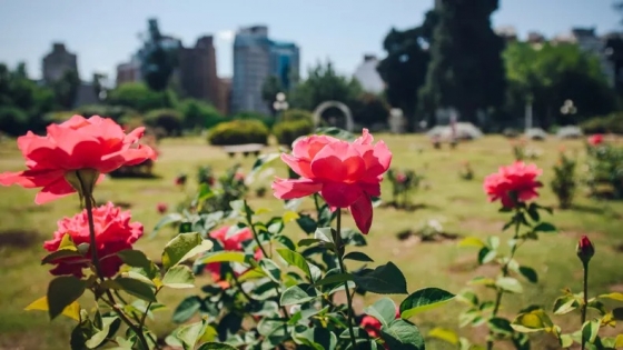 El Rosedal Pablo Llorentz, el jardín histórico de Córdoba que renació con más de 300 rosas