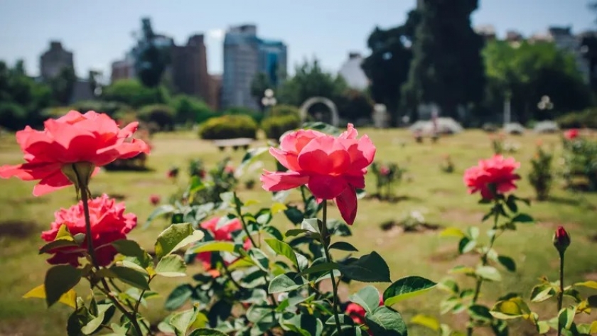 El Rosedal Pablo Llorentz, el jardín histórico de Córdoba que renació con más de 300 rosas