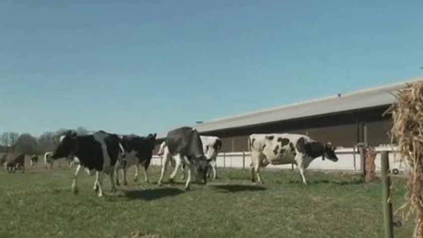 Alegría bovina: así celebran las vacas el fin del encierro en un establecimiento en Suecia