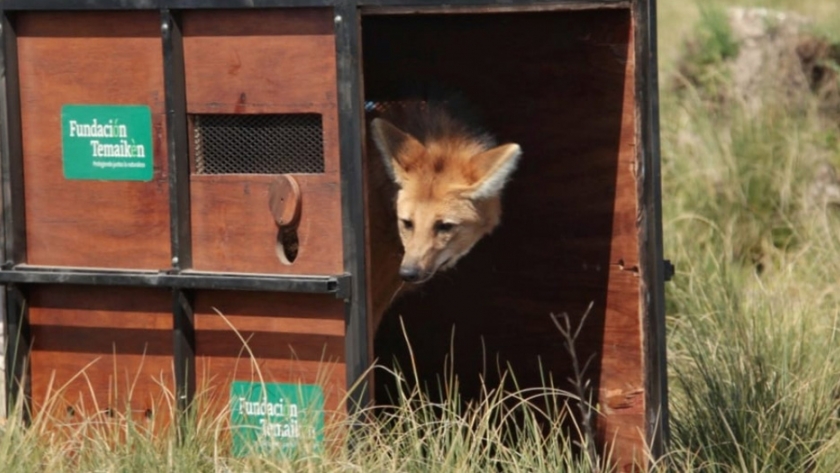 El gobierno de Santa Fe participó de la vuelta a la naturaleza de un aguará guazú