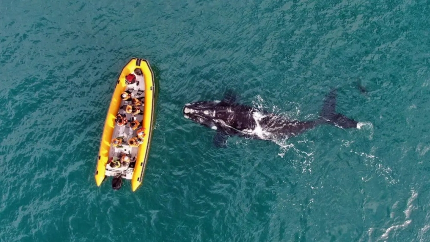 Un pionero del avistaje de fauna marina navega todo el año en el Golfo San Matías