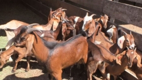 San Luis se pone al día con la genética en cabras