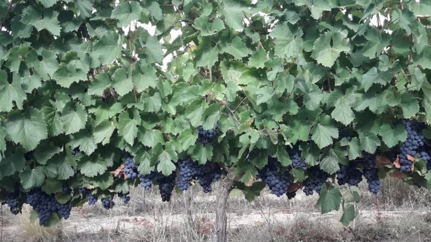 Cómo afectó el clima a la vitivinicultura