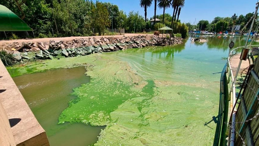 Por las cianobacterias en el río de la Plata recomiendan no consumir agua de red