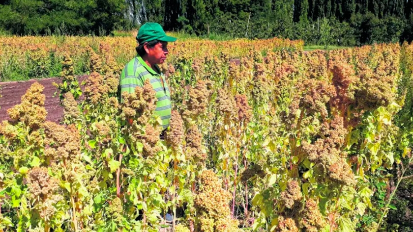 ¿En Roca se puede producir quinoa?