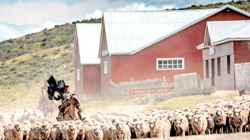 Proyectos productivos para ganadería ovina