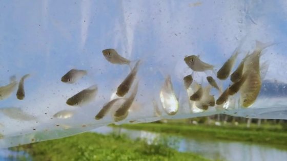 Chanchita: el pez nativo que combate mosquitos y protege la salud en zonas urbanas