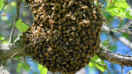 Recomendaciones ante aparición de enjambres de abejas