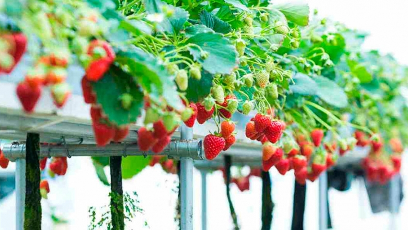 El INTA comercializó sus primeras frutillas hidropónicas
