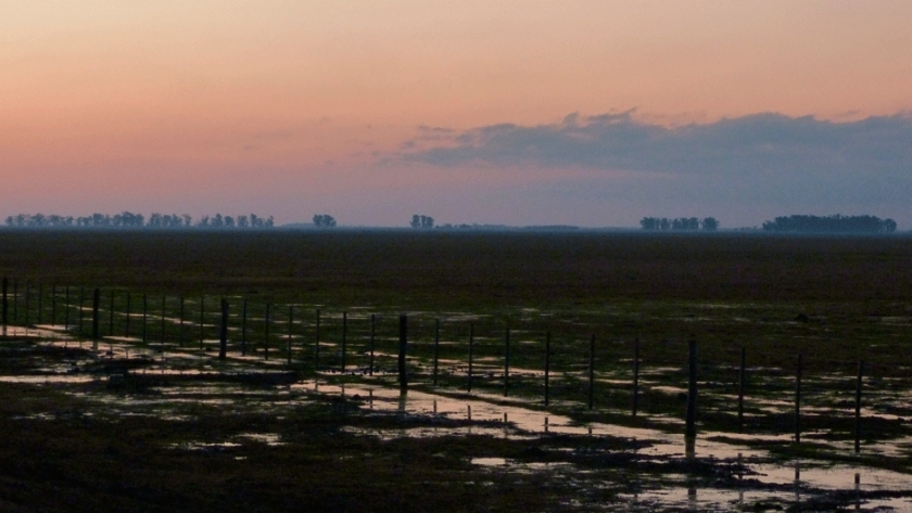 La fertilización disminuiría la capacidad de los pastizales pampeanos de resistir inundaciones
