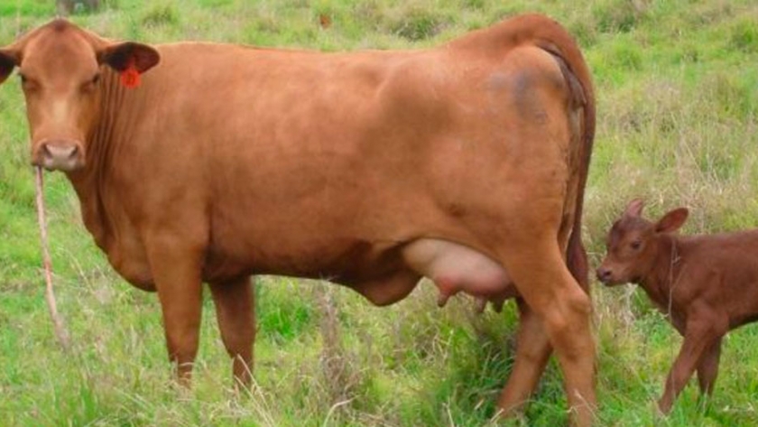 Se confirma un aumento en la recría de terneros y terneras (pero no en los feedlots)