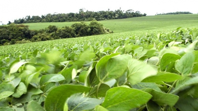 Resultados de la Red Nacional de Evaluación de Cultivares de Soja (RECSO) en la Región Norte, campaña 2019-2020
