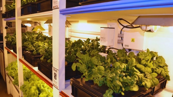Tecnología antártica al hogar: crean un sistema hidropónico compacto para cultivar verduras en casa