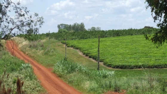 Otorgan la indicación geográfica té argentino al que se produce en Misiones y Corrientes