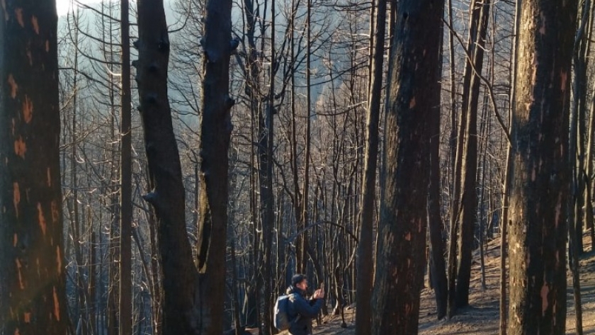 Comarca andina: provincia trabaja con instituciones en un diagnóstico de severidad y riesgos ambientales tras los incendios
