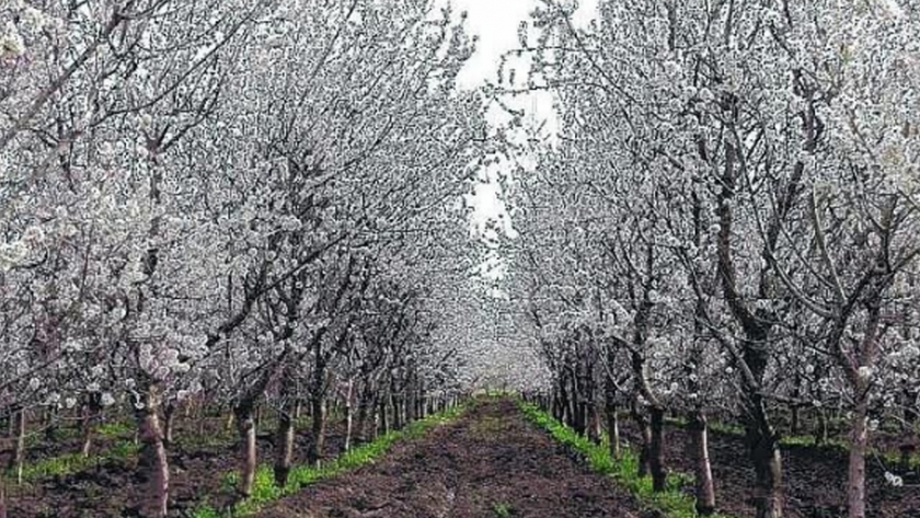 Economía invita a participar en charla virtual sobre "manejo de heladas en cultivos de frutos secos"