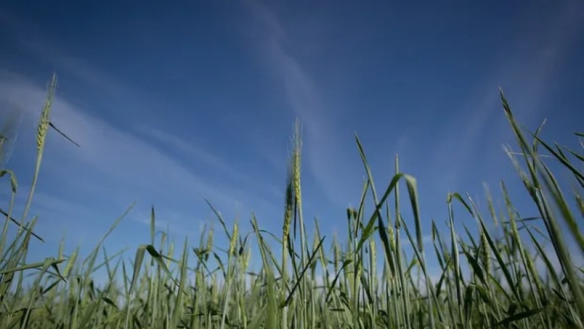 El costo de sembrar trigo bajó a US$ 683 por hectárea y se necesitan 24,8 qq para salir empatados