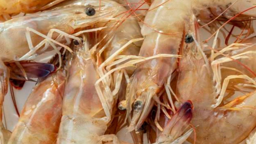 Conoce la razón por la que no debes comer la cabeza de los camarones