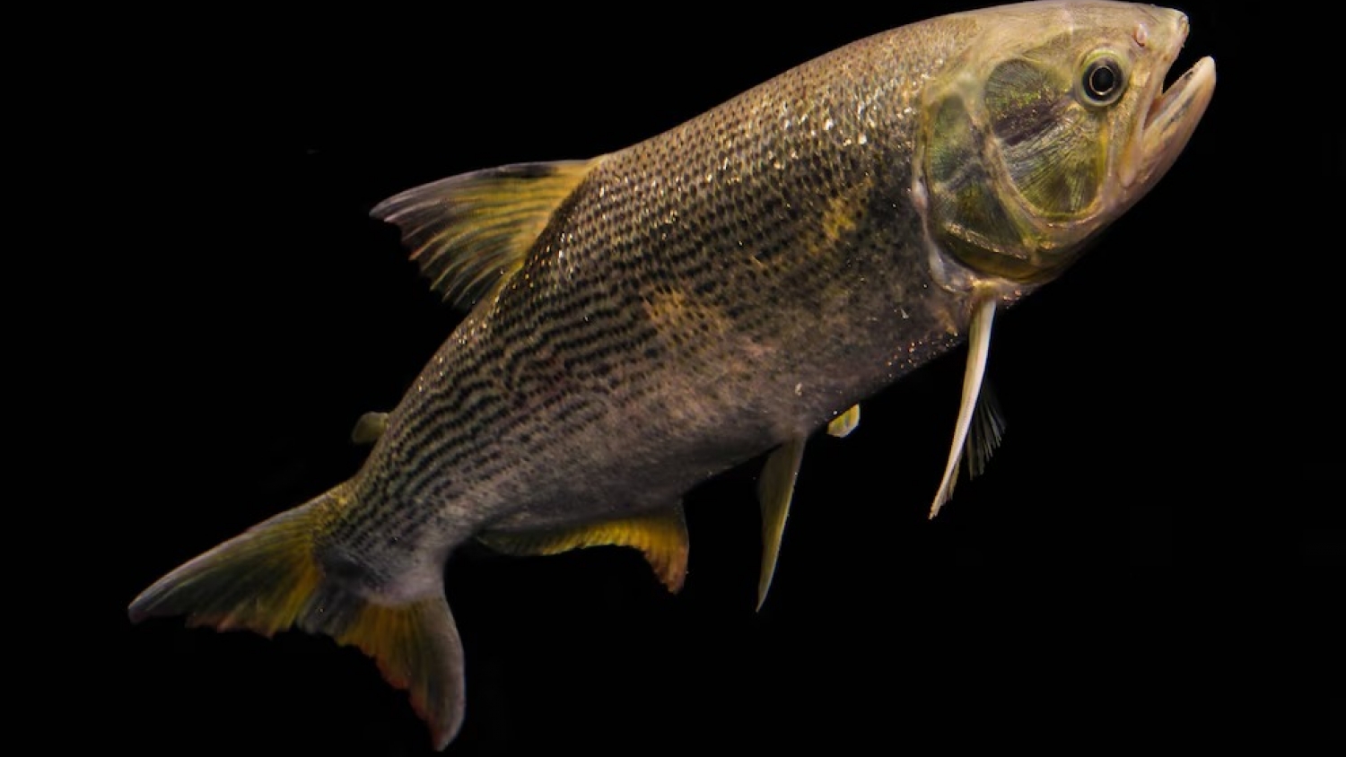 Peces migratorios caen 90% y preocupa a Sudamérica