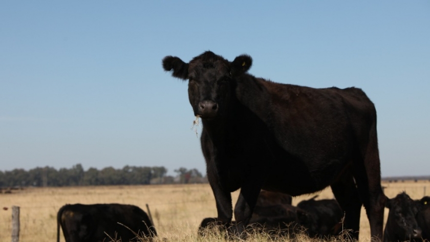 Alerta por casos de carbunco en animales