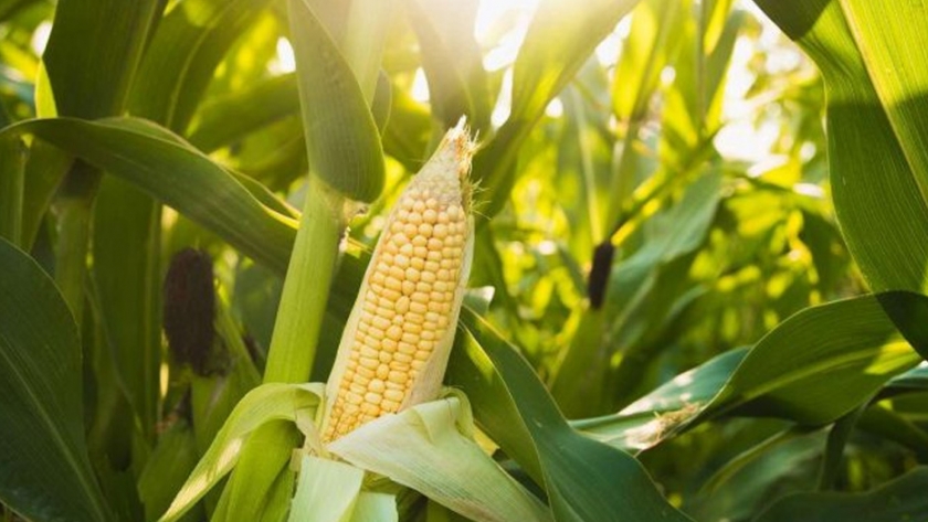 La superficie de siembra de maíz de sudáfrica aumenta un 7% por los precios más altos y el buen tiempo
