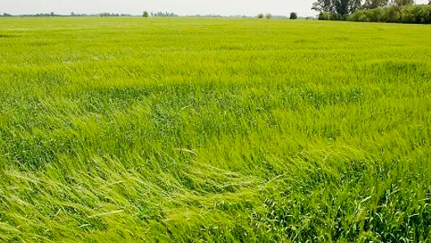 Qué variedades de trigo sembraron unos 40.000 productores