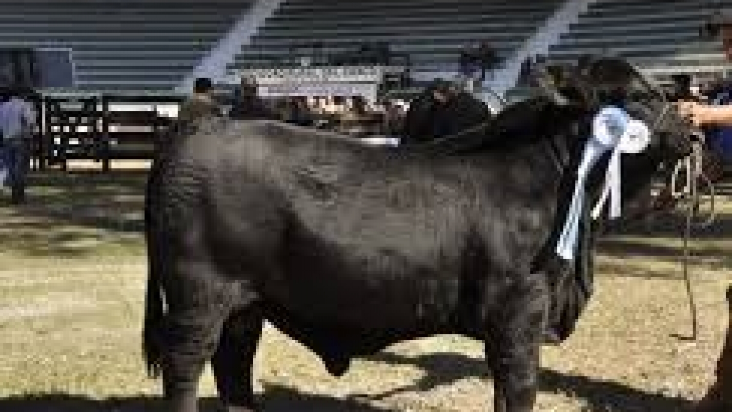 Beneficio fiscal : impulsan inversiones en genética animal con amortización acelerada