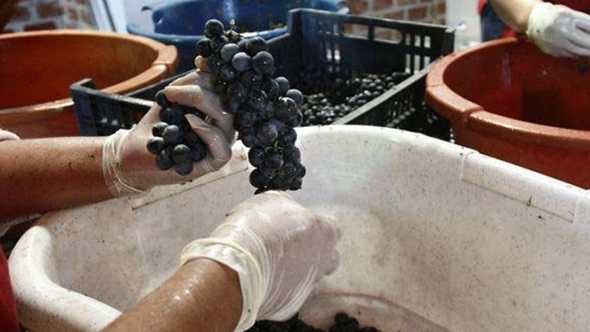 El INTA estimó los costos de producción de vid para vinificar