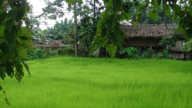La investigación india puede ayudar a reducir el desperdicio de fertilizantes nitrogenados