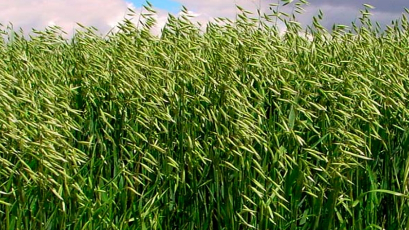 Avena, una alternativa que gana terreno