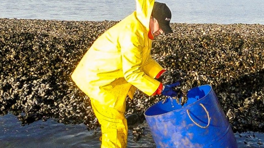 La Secretaría de Pesca y Acuicultura retomó el programa de control de moluscos en Puerto Almanza