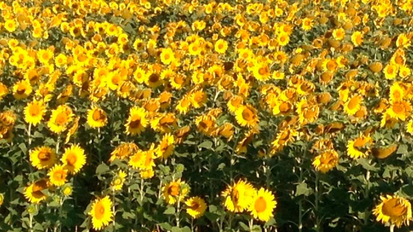 Girasol a la Niña 