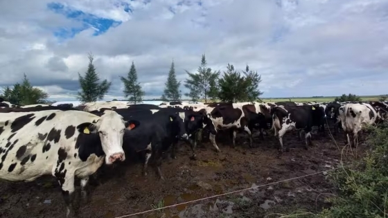 Seguirá la sangría”: preocupación por una espectacular caída de producción de leche en una provincia