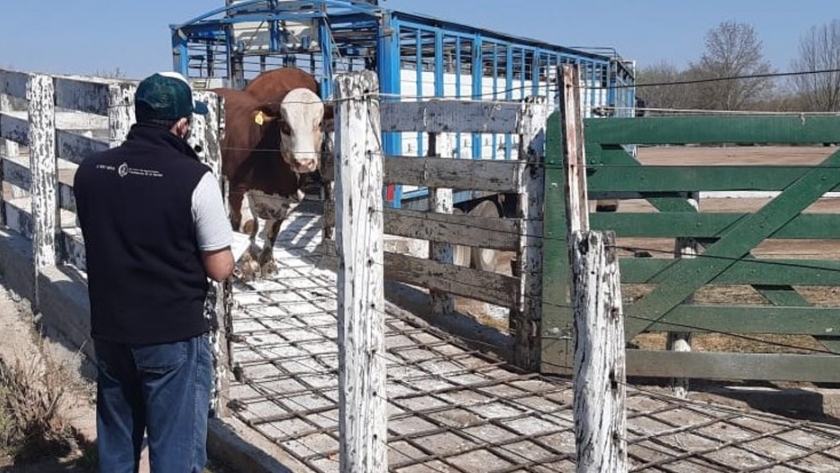 Continúan los controles en frontera para prevenir la aftosa y asegurar alimentos inocuos