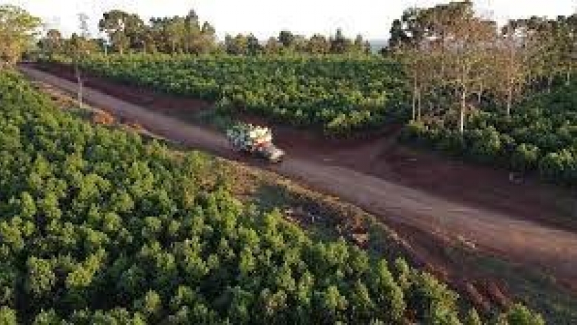 30 años dedicados a mejorar la producción de yerba mate