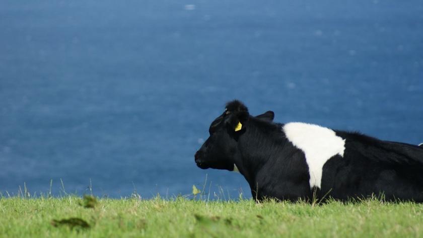 Prácticas agrícolas potencialmente subvencionables a través de ecoesquemas en la futura PAC