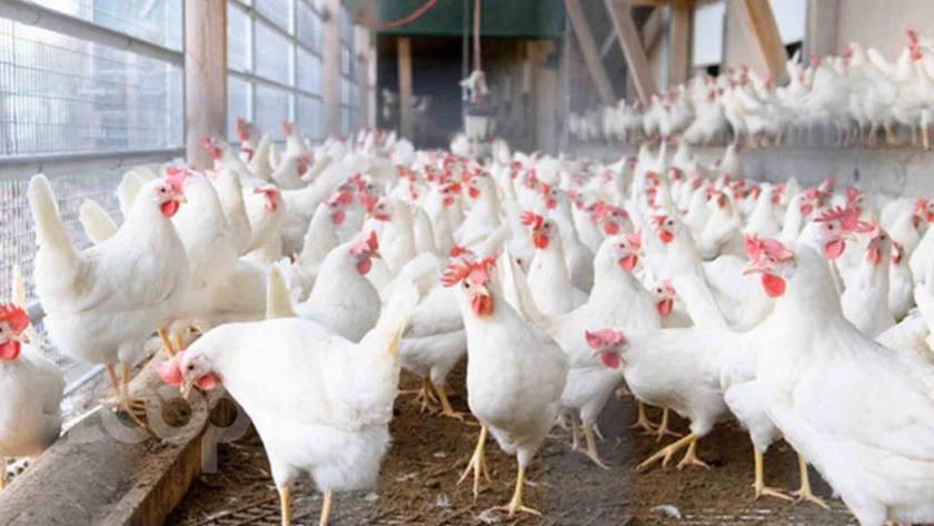 Un nuevo brote de gripe aviar detiene las importaciones de aves de corral del Reino 