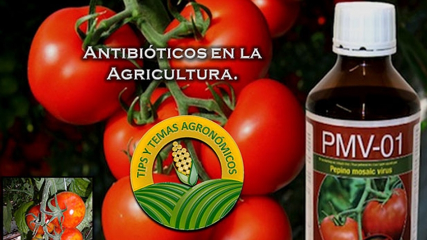 "Alarmante" uso de antibióticos humanos en agricultura