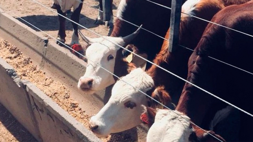 Bienestar animal previo a la faena y tratamiento en los frigoríficos