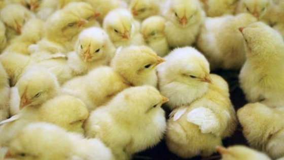 Edición genética: el laboratorio que creó la oveja Dolly ahora busca pollos resistentes a la gripe aviar
