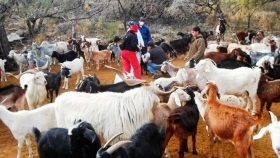 San Rafael se consolida como el segundo productor de caprinos en Mendoza