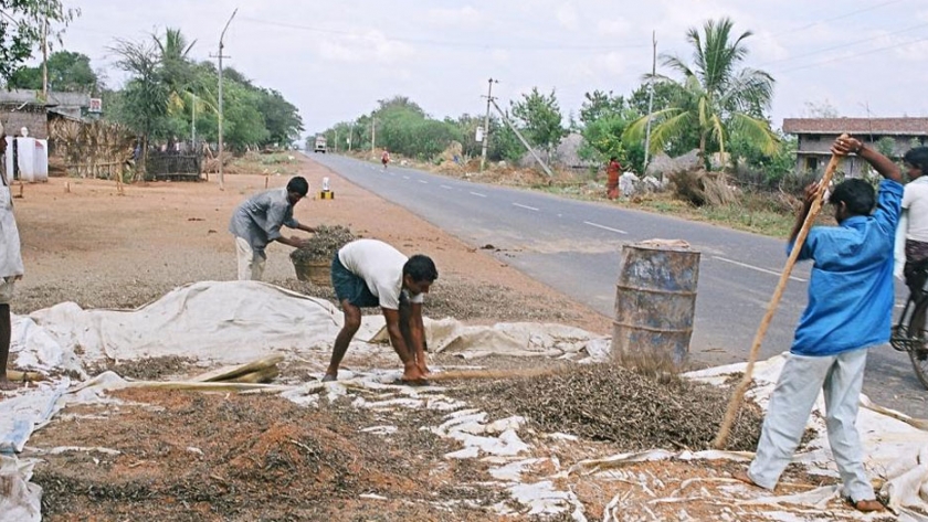 Cómo los estados de la India están promoviendo la agricultura orgánica y natural