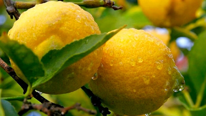 Cómo una fertilización balanceada le suma kilos y calidad al limón